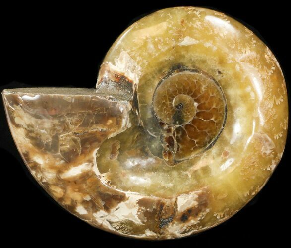 Wide Polished Ammonite 'Dish' #41644